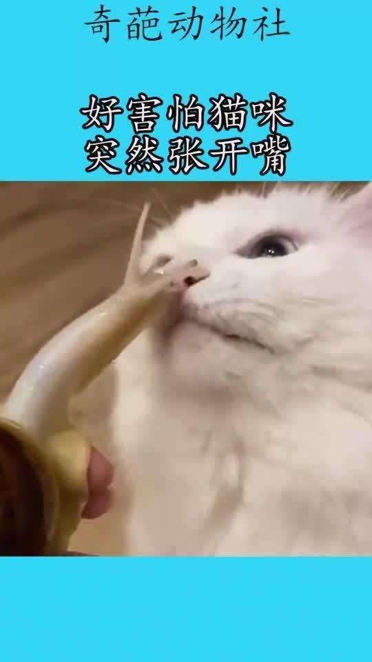 如何让猫咪张开嘴巴(怎么让猫张开嘴)