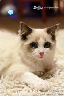 布偶猫,英文名Ragdoll,俗名别名布娃娃猫 堆糖,美图壁纸兴趣社区 