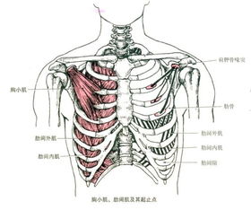 图5 3肋骨骨折胶布固定法 米粒分享网 Mi6fx Com