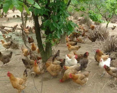 农村养殖 谁说养鸡不赚钱,用这种养鸡法,让你赚到盆满钵满