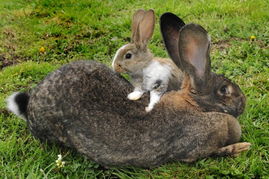 世界最大兔子体长1米重45斤 每年吃4千美元食物 