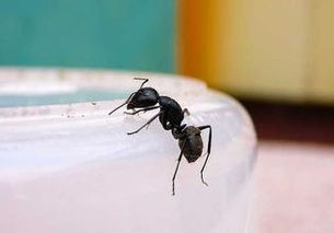 如何除掉室内的蚂蚁 