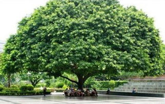 黄桷树是哪个市的市树