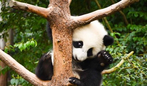 大熊猫濒危等级降级,网友 中国动物保护上最大的成就之一,骄傲