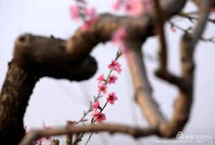 惊艳 遵化 十里桃花峪 花开正浓 赏花拍照赶紧约