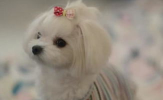 韩剧内在美女主的狗什么品种 韩世界的狗多少钱一只
