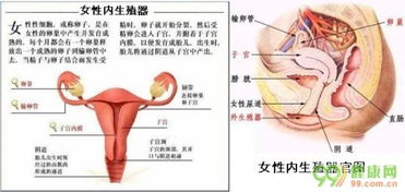 女性生殖器示意图 6 信息阅读欣赏 信息村 K0w0m Com