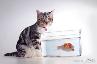 养猫之后还想养鱼,如何让猫和鱼和谐共处