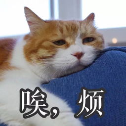 表情包丨一只丧猫, 哈哈哈哈 搜狐宠物 搜狐网 