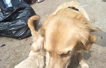 家养金毛崽包一个月犬瘟细小死了 南昌宠物医院 