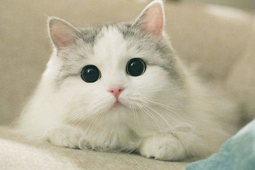 眼睛是心灵的窗户 教你通过猫咪眼睛来看它的心情