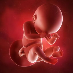孕期35周胎儿发育图 