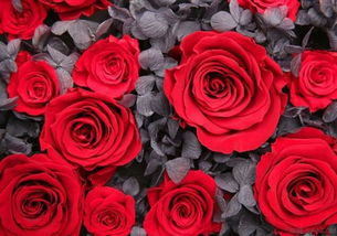 红玫瑰的花语套路,女生送红玫瑰花给男生代表着什么