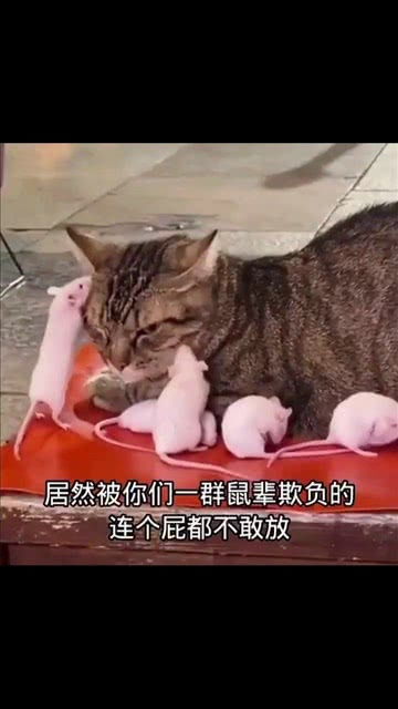 那猫都不是猫,那鼠都不是鼠啊 