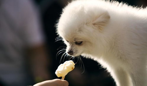 流浪狗博美犬为什么不建议养