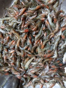 红头小河虾是什么虾？