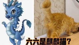 小猫咪怎么就戒不掉奶呢