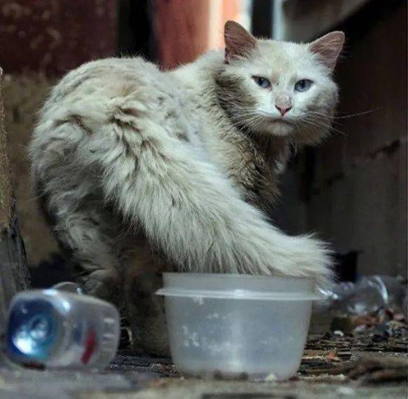 街边一只白色流浪猫,看起来很脏,带回去养一年后