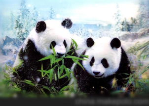 从吃肉到吃素,大熊猫还能存活多久