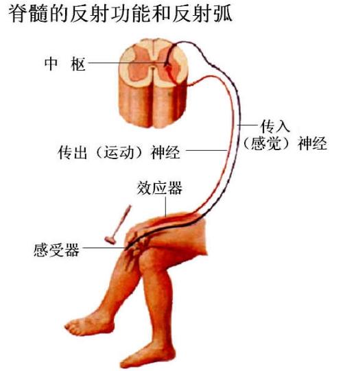 反射弧的示意图和解说