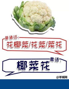 椰菜花(请问：花菜和椰菜是不是同一种菜谢谢)