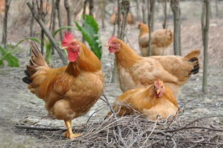 散养土鸡的养殖方法,土鸡养殖技术及产品介绍