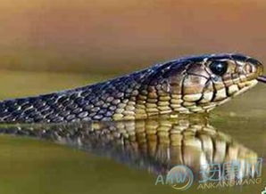 为什么会梦见大蟒蛇在水里游