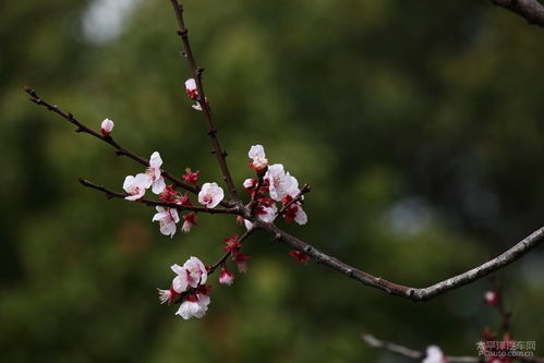 百花盛开的什么填空-第1张图片