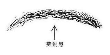 西安种植眉毛 种一字眉,柳叶眉 线条服帖柔顺 2天即消肿