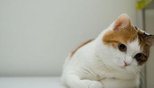 新买的猫咪怎么喂养 猫咪只吃猫粮合理吗