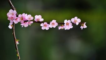 关于春和桃花的诗句