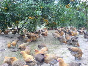 鸡能除草也会害树 果园养鸡到底好不好