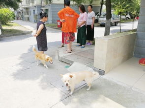 城区多个小区存在 养狗乱象 市民呼吁 严格立法治治狗患 图 