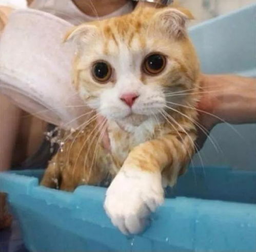 长得好看的猫,就连洗澡都那么好看