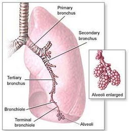 肺透明膜病，肺透明膜病简介