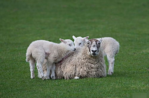 属羊人的晚年命运,特别是67年的 大金羊 ,50岁后指望谁