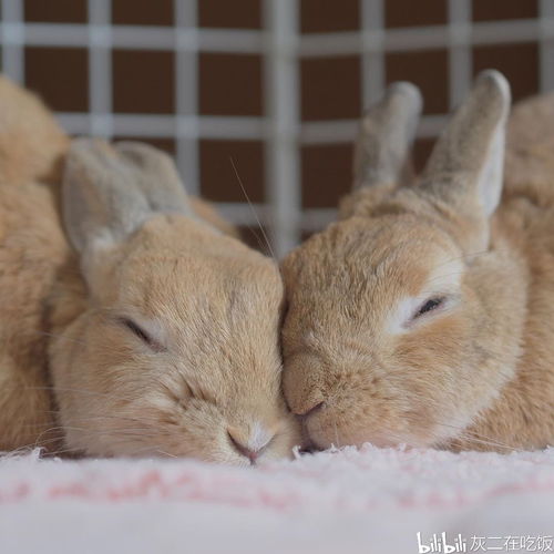 兔兔会闭着眼睛睡觉吗 让你了解兔兔的睡眠行为