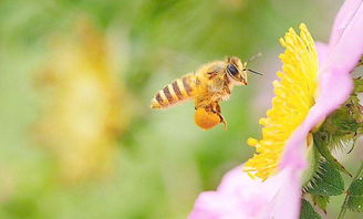 关于蜜蜂采蜜的诗句诗句
