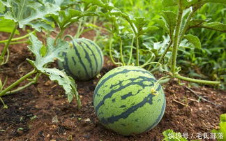 西瓜种植技术 西瓜茎蔓的构成及作用 