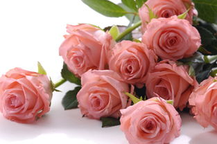 粉色玫瑰花语3朵,介绍。