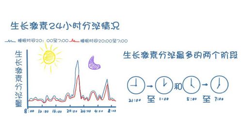 生长激素如何分泌