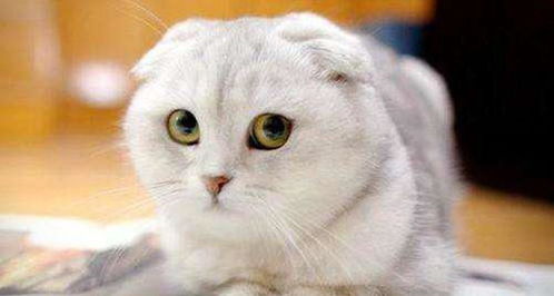 折耳猫是什么品种 它与正常的猫有什么区别