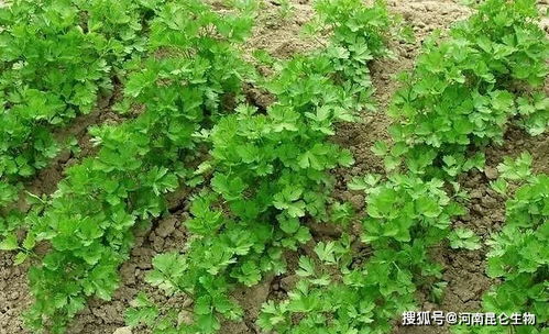 大棚蔬菜香菜叶子发黄怎么治 香菜黄叶死苗烂根打什么药 重茬根腐预防方法