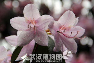 花卉對(duì)比：馬銀花與鹿角杜鵑  第2張