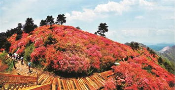 麻城龟峰山杜鹃花攻略麻城龟峰山在哪里停车(龟山免费停车场有哪些地方的简单介绍)