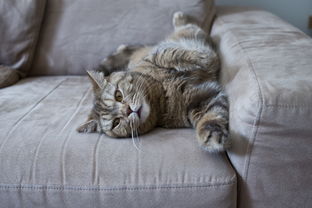 猫,沙发,懒猫,英国的猫,可爱,国内的猫,动物,在沙发上,宠物,虎斑猫 