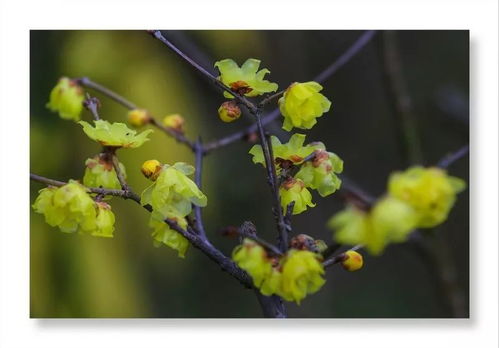 腊梅花开多长时间,开花时间