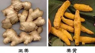 姜黄和生姜的区别,姜黄和生姜的区别