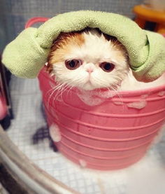 看什么看,没有见过美女洗澡澡吗.... 搜狐宠物 搜狐网 