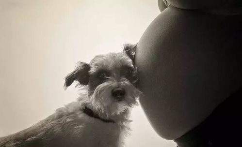 母亲的怀孕,却换来狗狗永远的离别